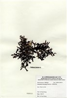 藏品(臺灣盾果藻)的圖片